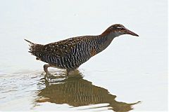 Buff-banded Rail